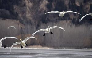 在乌鸦的世界里，天鹅也有罪