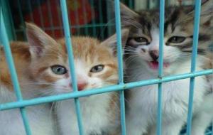 放什么东西猫就不敢靠近