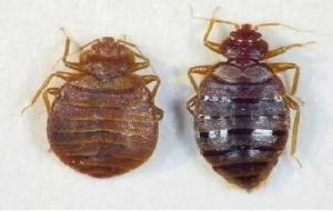 床上臭虫怎么消灭比较彻底