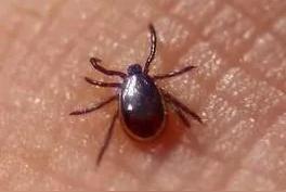 蜱虫咬人后有什么症状（去除简单方法）