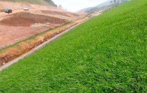 百喜草生长特性(百喜草种植方法)