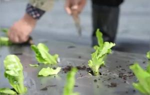 劳动的本质是什么