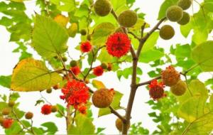 构树是什么树(构树的功效与作用)