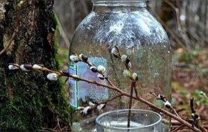 桦树液的功效与作用