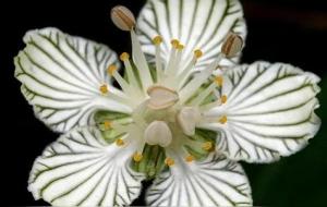 梅花草的功效与作用