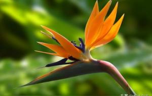 鸡尾酒会效应名词解释