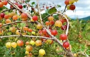 灯笼果的功效与作用