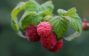 树莓的功效与作用