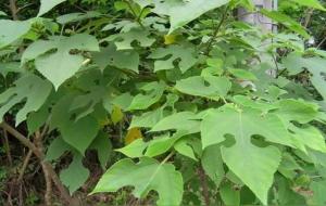 构树为什么叫断子绝孙