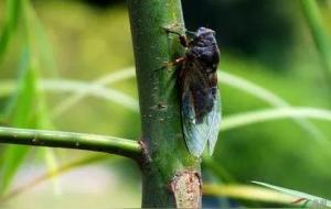 节肢动物有哪些(节肢动物的主要特征)