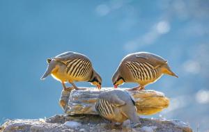 石鸡是什么东西