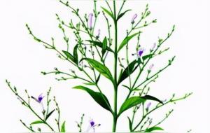 穿心莲的功效与作用