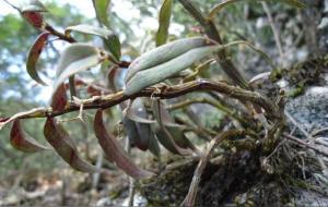 九大仙草是哪些（九大仙草的排名）