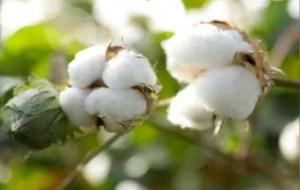 有机棉和纯棉有什么区别