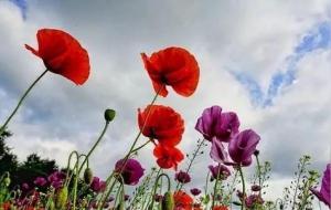 代表毁灭的花有哪些