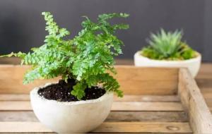 蕨类植物的主要特征