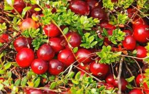 蔓越橘的功效和作用