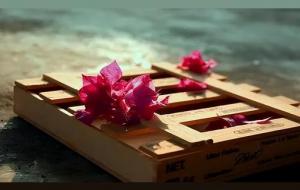 白茶清欢无别事,我在等风也等你