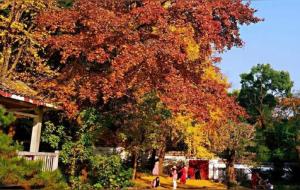 北美枫香和枫香的区别