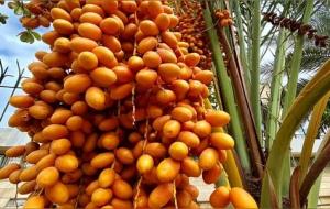 椰枣的功效与作用(吃了对身体的好处)