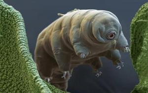 缓步动物(微型动物)