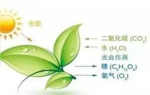 光合作用是什么意思