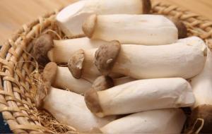 鸡腿菇和杏鲍菇的区别