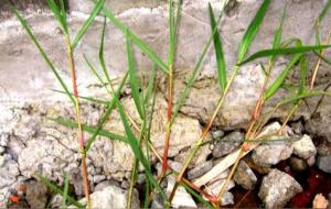 狗牙根草的功效与作用