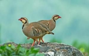 石鸡是牛蛙吗（石鸡是不是国家保护动物）