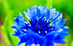 矢车菊的花语与寓意