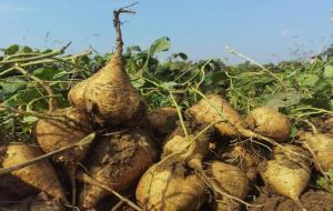 凉薯的功效与作用