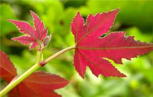 北美枫香什么科什么属