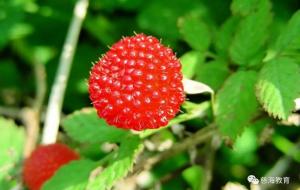 覆盆子的功效与作用