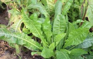 菊苣是什么东西（菊苣的功效与作用）