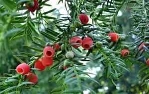 红豆杉(植物界的大熊猫)