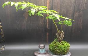 蕨类植物的代表植物