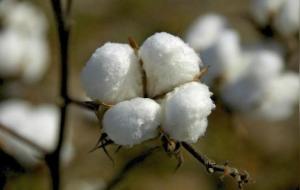 有机棉是什么面料