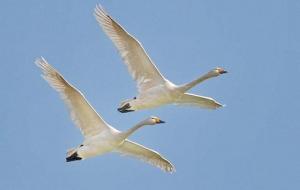 双飞是什么意思