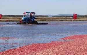 蔓越莓是什么水果(蔓越莓在中国叫什么)