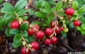 蔓越莓的功效与作用