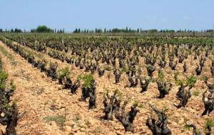 教皇新堡属于什么级别