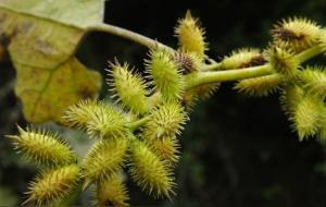 苍耳子的功效与作用