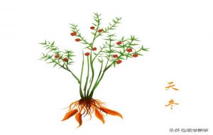 天门冬酒的功效与作用