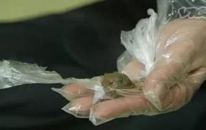 屎酒是真的吗(屎酒有什么作用和功效)