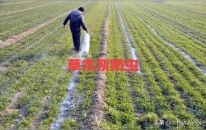 草木灰的作用与功效