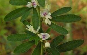 夜关门是一种什么样的植物
