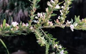 夜关门又名中药名叫什么