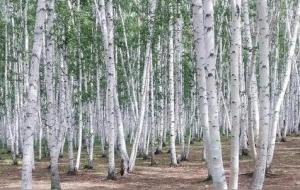 白桦树的象征意义