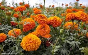 万寿菊的功效与作用