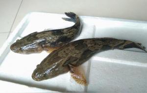 笋壳鱼的营养价值及功效